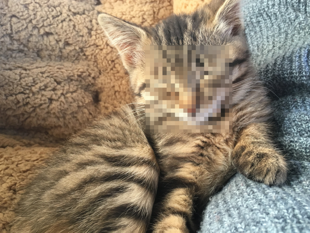 【Photoshop凄技】絶対笑わない猫を4ステップで笑顔にする【パペットワープ】